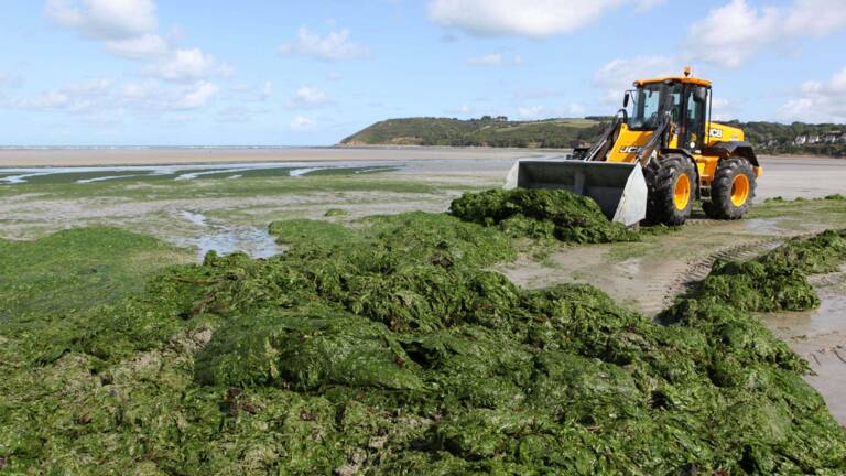 Bretagne : malgré les algues vertes, l'élevage industriel toujours soutenu  par l'État !